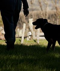 farmeranddog